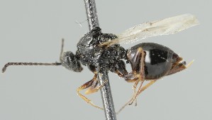  ( - MZH_GQ.6685)  @11 [ ] by-nc (2023) Simo Vaananen Luomus