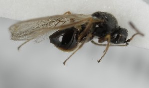  ( - MZH_GQ.6689)  @11 [ ] by-nc (2023) Simo Vaananen Luomus