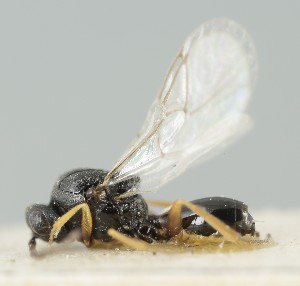  ( - MZH_GQ.6692)  @11 [ ] by-nc (2023) Simo Vaananen Luomus