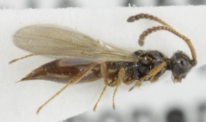  ( - MZH_GQ.6701)  @11 [ ] by-nc (2023) Simo Vaananen Luomus