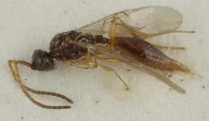  ( - MZH_GQ.6726)  @11 [ ] by-nc (2023) Simo Vaananen Luomus