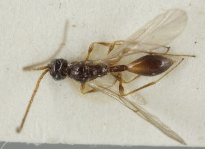  (Pantolyta macrocera - MZH_GQ.6727)  @11 [ ] by-nc (2023) Simo Vaananen Luomus