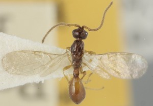  ( - MZH_GQ.6728)  @11 [ ] by-nc (2023) Simo Vaananen Luomus