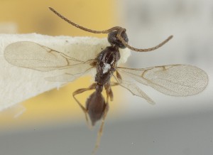  (Pantolyta radialis - MZH_GQ.6729)  @11 [ ] by-nc (2023) Simo Vaananen Luomus