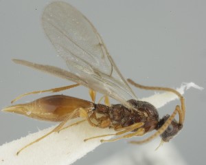  ( - MZH_GQ.6731)  @11 [ ] by-nc (2023) Simo Vaananen Luomus