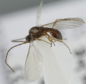  (Synacra - MZH_GQ.6734)  @11 [ ] by-nc (2023) Simo Vaananen Luomus