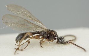  ( - MZH_GQ.6736)  @11 [ ] by-nc (2023) Simo Vaananen Luomus