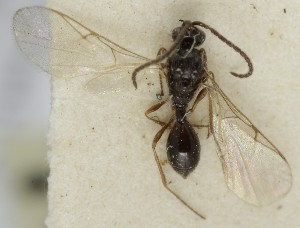  ( - MZH_GQ.6786)  @11 [ ] by-nc (2024) Simo Vaananen Luomus