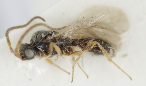  ( - MZH_GQ.6788)  @11 [ ] by-nc (2024) Simo Vaananen Luomus