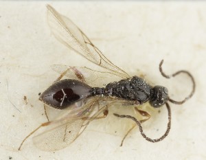  ( - MZH_GQ.6790)  @11 [ ] by-nc (2024) Simo Vaananen Luomus