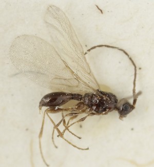  (Pantolyta atrata - MZH_GQ.6791)  @11 [ ] by-nc (2024) Simo Vaananen Luomus