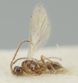  (Pantolyta semirufa - MZH_GQ.6793)  @11 [ ] by-nc (2024) Simo Vaananen Luomus