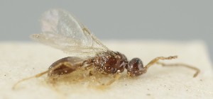  ( - MZH_GQ.6796)  @11 [ ] by-nc (2024) Simo Vaananen Luomus