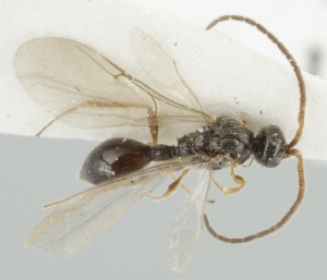  ( - MZH_GQ.6799)  @11 [ ] by-nc (2024) Simo Vaananen Luomus