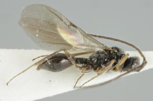  ( - MZH_GQ.6805)  @11 [ ] by-nc (2024) Simo Vaananen Luomus