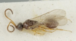  ( - MZH_GQ.6807)  @11 [ ] by-nc (2024) Simo Vaananen Luomus