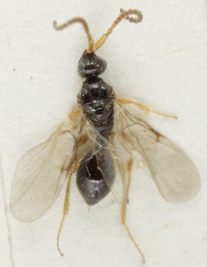  ( - MZH_GQ.6808)  @11 [ ] by-nc (2024) Simo Vaananen Luomus