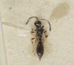  ( - MZH_GQ.6820)  @11 [ ] by-nc (2024) Simo Vaananen Luomus