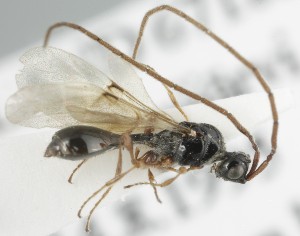  ( - MZH_GQ.6821)  @11 [ ] by-nc (2024) Simo Vaananen Luomus