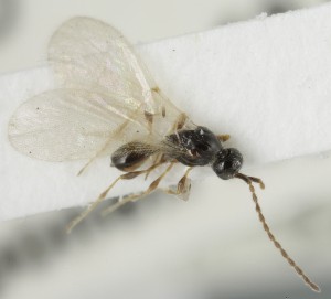  (Spilomicrus abnormis - MZH_GQ.6828)  @11 [ ] by-nc (2024) Simo Vaananen Luomus