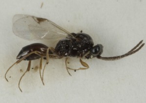  ( - MZH_GQ.6866)  @11 [ ] by-nc (2024) Simo Vaananen Luomus