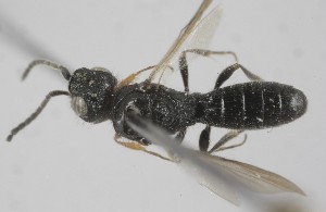  (Sparasion lepidum - MZH_GQ.6879)  @11 [ ] by-nc (2024) Simo Vaananen Luomus