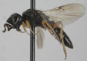  (Sparasion rufipes - MZH_GQ.6880)  @11 [ ] by-nc (2024) Simo Vaananen Luomus