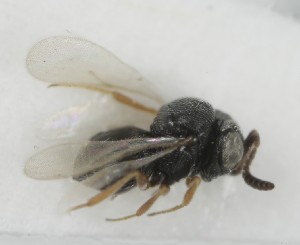 (Trissolcus flavipes - MZH_GQ.6888)  @11 [ ] by-nc (2024) Simo Vaananen Luomus