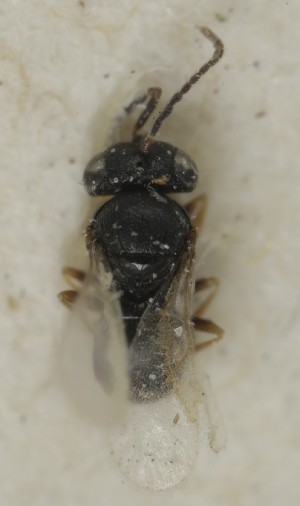  (Trissolcus tumidus - MZH_GQ.6890)  @11 [ ] by-nc (2024) Simo Vaananen Luomus