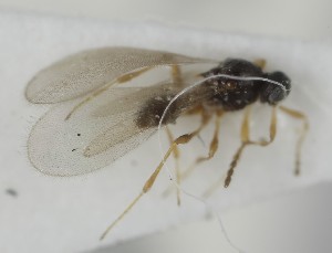  (Leptacis coryphe - MZH_GQ.6903)  @11 [ ] by-nc (2024) Simo Vaananen Luomus