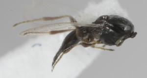  (Metanopedias lasiopterae - MZH_GQ.6906)  @11 [ ] by-nc (2024) Simo Vaananen Luomus