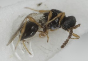  (Synopeas brevis - MZH_GQ.6924)  @11 [ ] by-nc (2024) Simo Vaananen Luomus