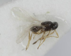  (Amitus longicornis - MZH_GQ.6930)  @11 [ ] by-nc (2024) Simo Vaananen Luomus