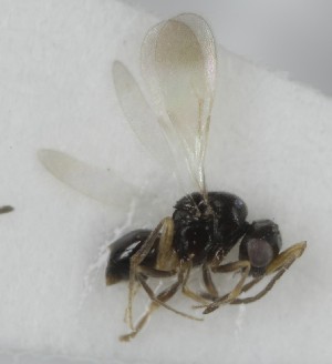  (Aphanogmus apicalis - MZH_GQ.6932)  @11 [ ] by-nc (2024) Simo Vaananen Luomus