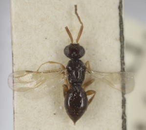  (Conostigmus borealis - MZH_GQ.6936)  @11 [ ] by-nc (2024) Simo Vaananen Luomus