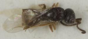  (Conostigmus geniculatus - MZH_GQ.6937)  @11 [ ] by-nc (2024) Simo Vaananen Luomus