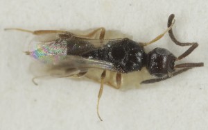  (Conostigmus intermedius - MZH_GQ.6940)  @11 [ ] by-nc (2024) Simo Vaananen Luomus