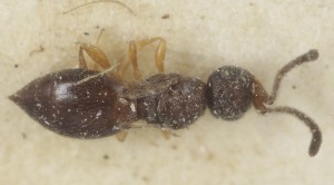  (Conostigmus lativentris - MZH_GQ.6941)  @11 [ ] by-nc (2024) Simo Vaananen Luomus