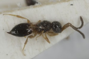  ( - MZH_GQ.6942)  @11 [ ] by-nc (2024) Simo Vaananen Luomus