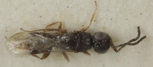  (Conostigmus norvegicus - MZH_GQ.6943)  @11 [ ] by-nc (2024) Simo Vaananen Luomus