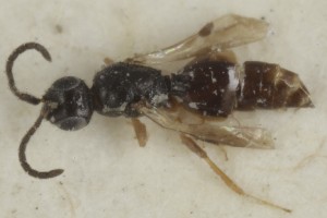  (Conostigmus opacus - MZH_GQ.6945)  @11 [ ] by-nc (2024) Simo Vaananen Luomus