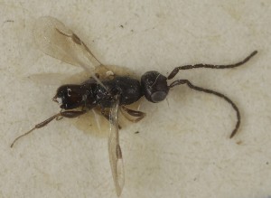  (Conostigmus pubescens - MZH_GQ.6946)  @11 [ ] by-nc (2024) Simo Vaananen Luomus