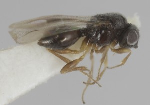  (Dendrocerus aphidum - MZH_GQ.6949)  @11 [ ] by-nc (2024) Simo Vaananen Luomus