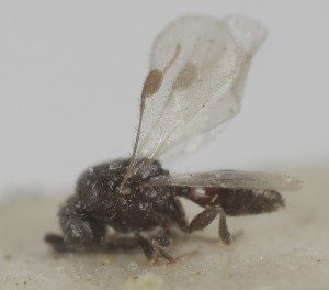  (Dendrocerus floridanus - MZH_GQ.6951)  @11 [ ] by-nc (2024) Simo Vaananen Luomus