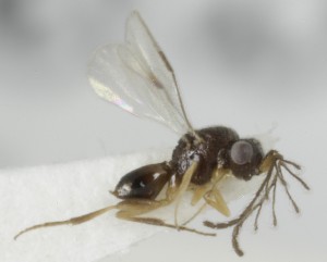  ( - MZH_GQ.6952)  @11 [ ] by-nc (2024) Simo Vaananen Luomus