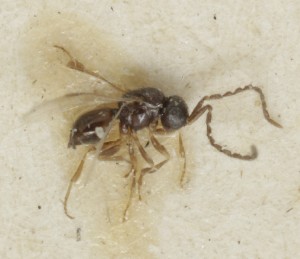  (Dendrocerus laticeps - MZH_GQ.6953)  @11 [ ] by-nc (2024) Simo Vaananen Luomus