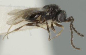  (Dendrocerus pupparum - MZH_GQ.6955)  @11 [ ] by-nc (2024) Simo Vaananen Luomus