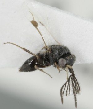  (Dendrocerus ramicornis - MZH_GQ.6956)  @11 [ ] by-nc (2024) Simo Vaananen Luomus