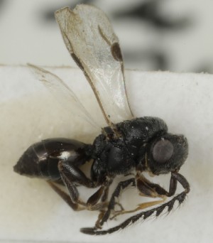  ( - MZH_GQ.6958)  @11 [ ] by-nc (2024) Simo Vaananen Luomus