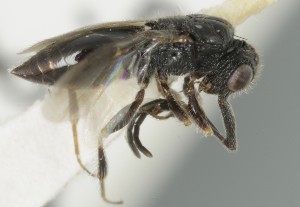  (Megaspilus striolatus - MZH_GQ.6960)  @11 [ ] by-nc (2024) Simo Vaananen Luomus